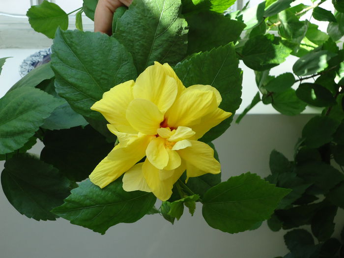 DSC00528 - flori 2014