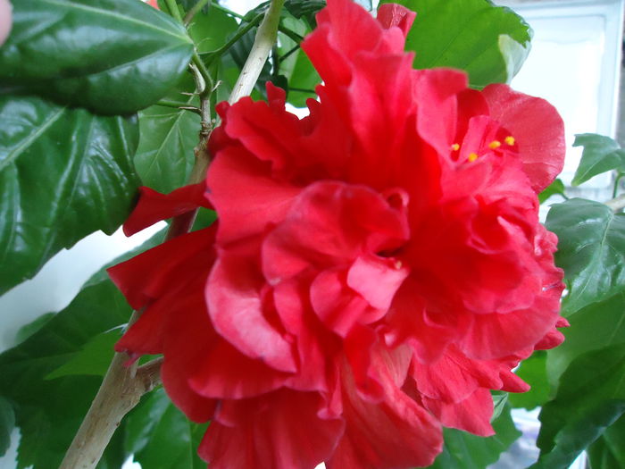 DSC00650 - flori 2014