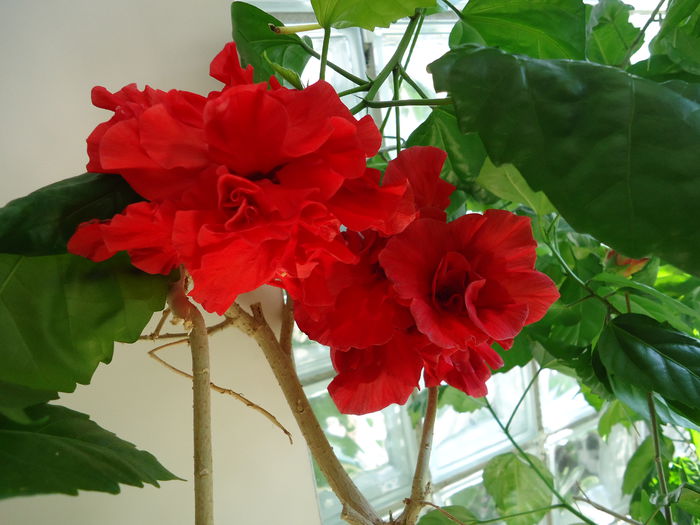 DSC00659 - flori 2014