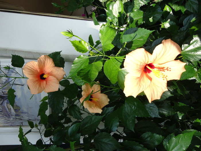 DSC00724 - flori 2014