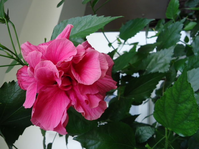 DSC00732 - flori 2014