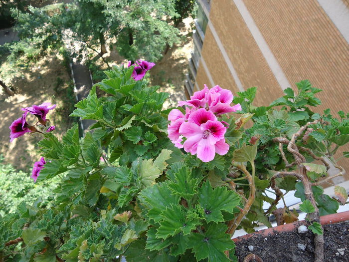 DSC00734 - flori 2014
