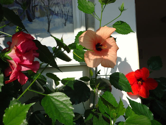 DSC00742 - flori 2014