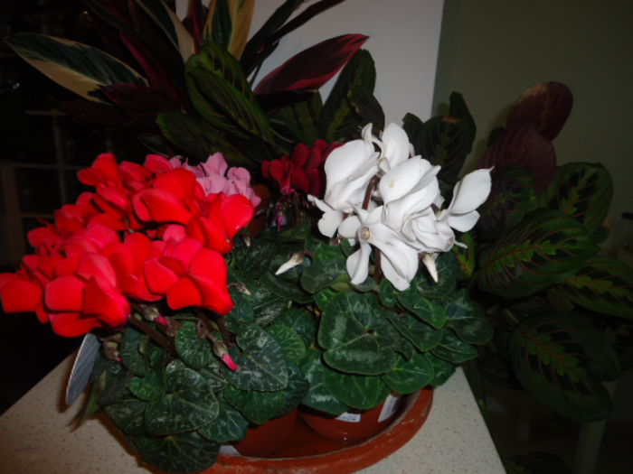 DSC00830