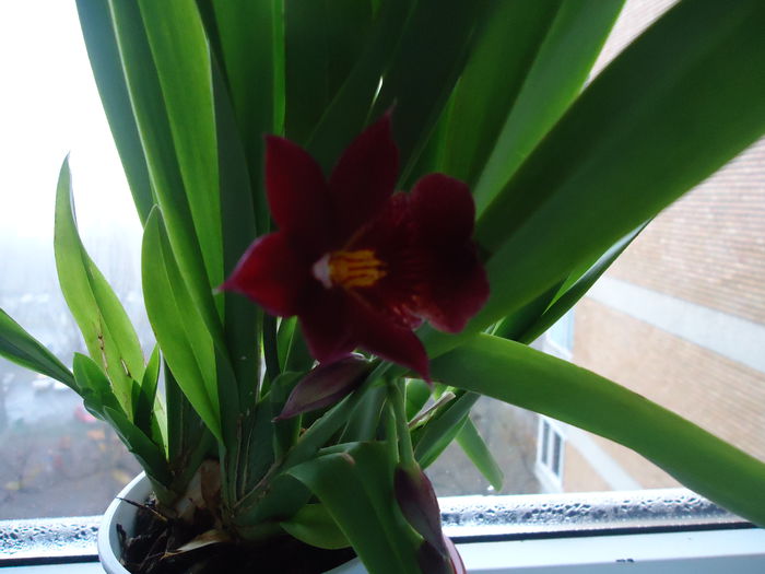DSC00844 - flori 2014