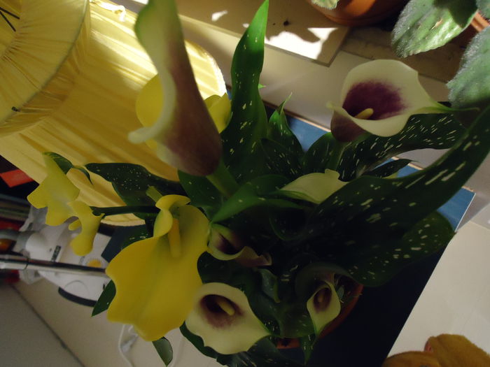 DSC00985 - flori 2014