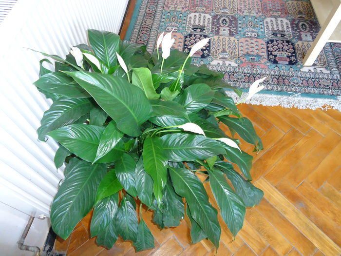DSC01041 - flori 2014