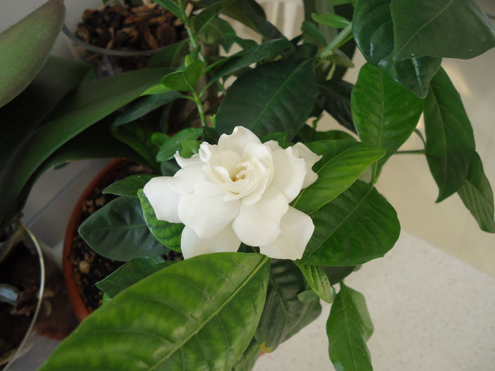 DSC01097 - flori 2014