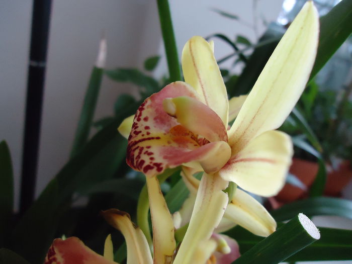 DSC01099 - flori 2014