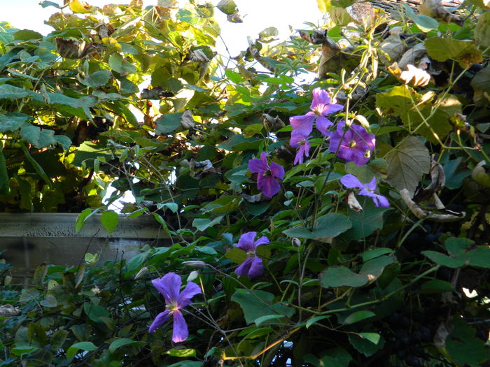 DSCN1156 - OCTOMBRIE_2014