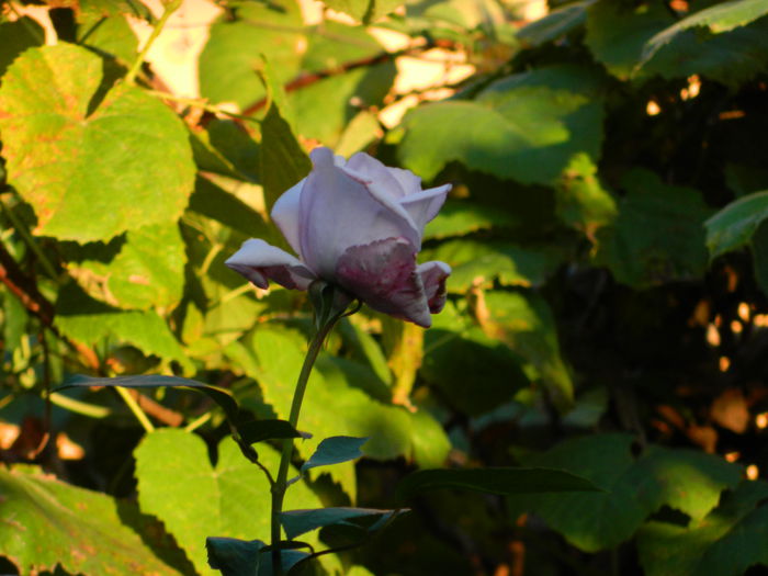 DSCN1176 - OCTOMBRIE_2014