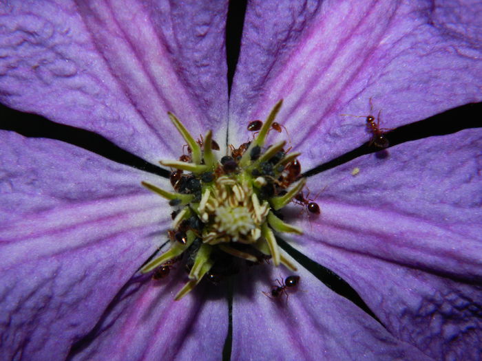 DSCN1180 - OCTOMBRIE_2014