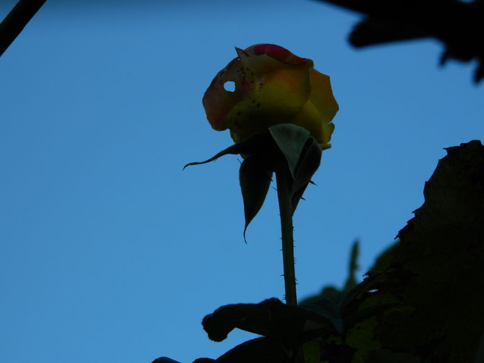 DSCN1199 - OCTOMBRIE_2014