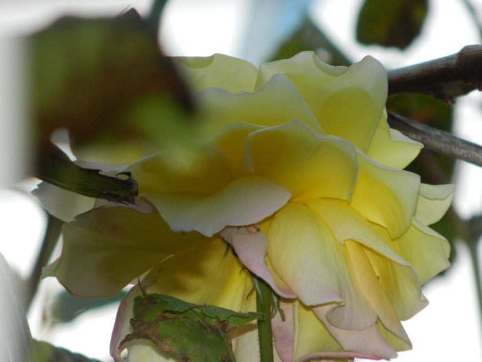 DSCN1267 - OCTOMBRIE_2014