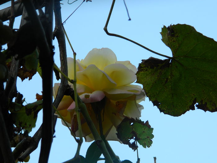 DSCN1273 - OCTOMBRIE_2014