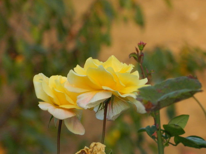 DSCN1275 - OCTOMBRIE_2014