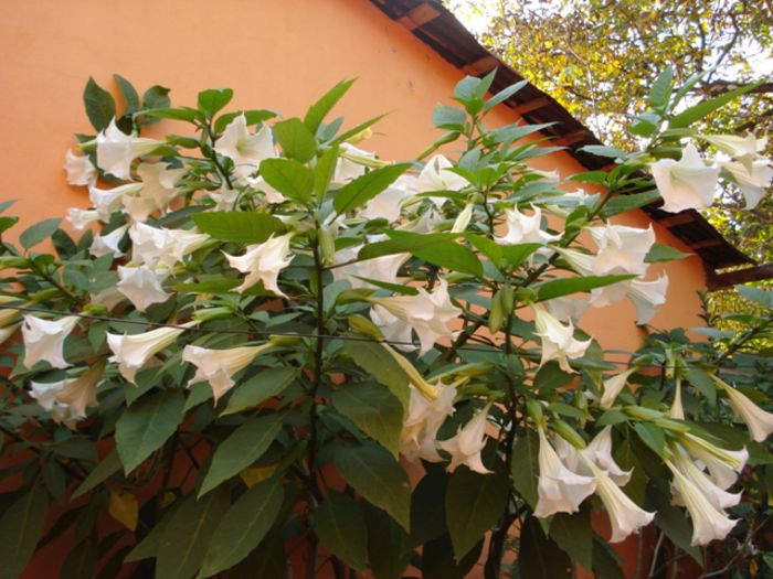 brugmansia in octombrie (2)