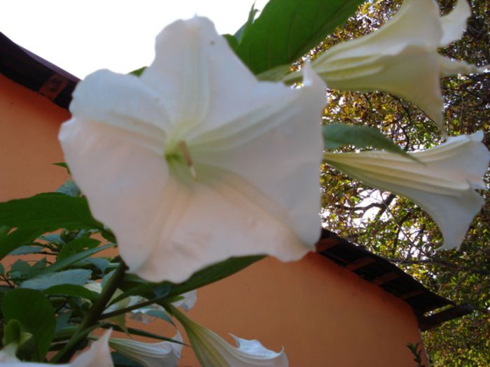 brugmansia in octombrie (4) - brugmansia