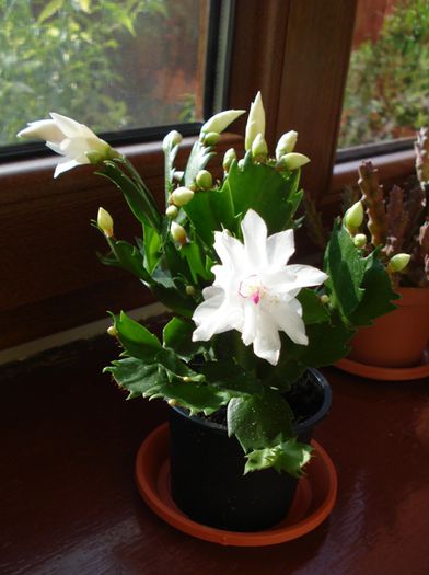 schlumbergera nou-venite (3)