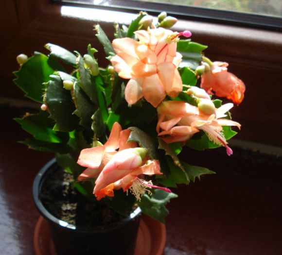 schlumbergera nou-venite (4)