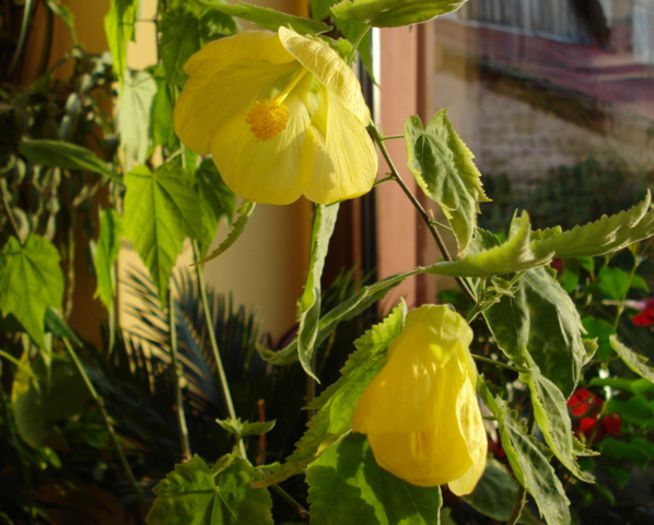 octombrie (2) - abutilon