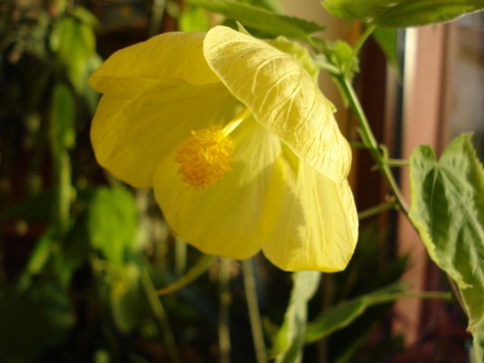 octombrie (3) - abutilon