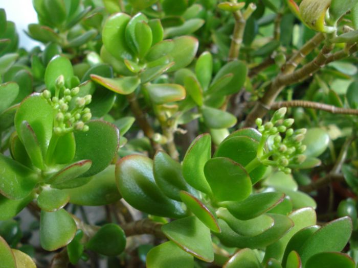 crassula (2)