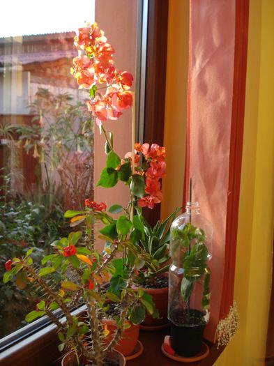 harnicuta (1) - bougainvillea