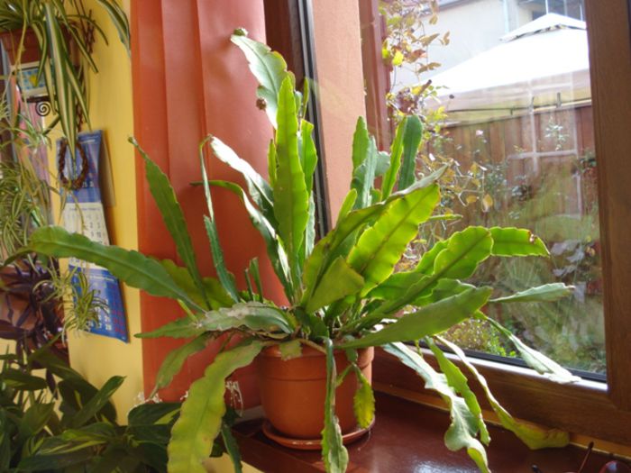 epi in octombrie (1) - epiphyllum