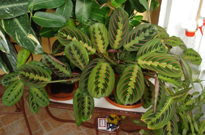 zile de octombrie (1) - maranta tricolor