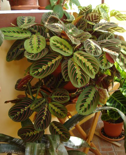 zile de octombrie (4) - maranta tricolor