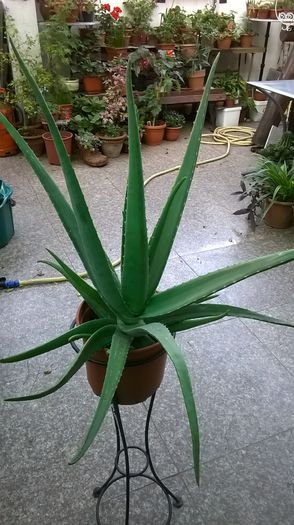 aloe - 1 octombrie 2014