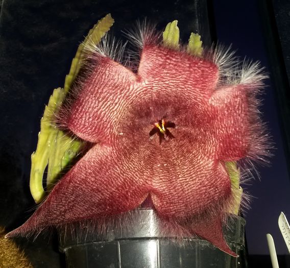 Stapelia grandiflora.