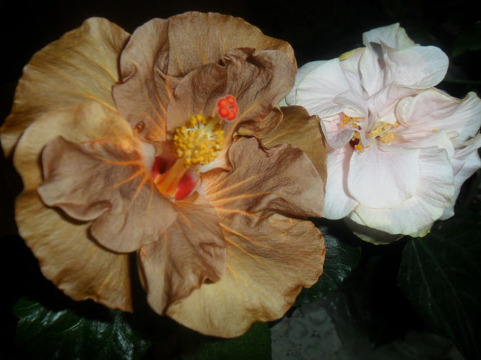 SAM_2995 - hibiscusi 2014-4