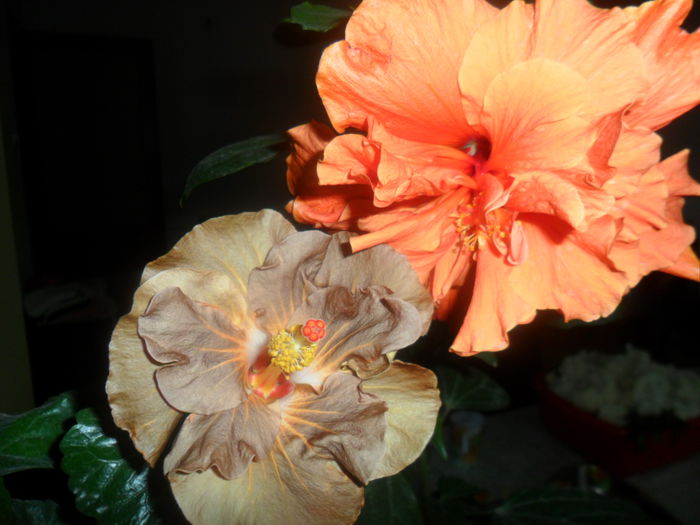 SAM_2996 - hibiscusi 2014-4
