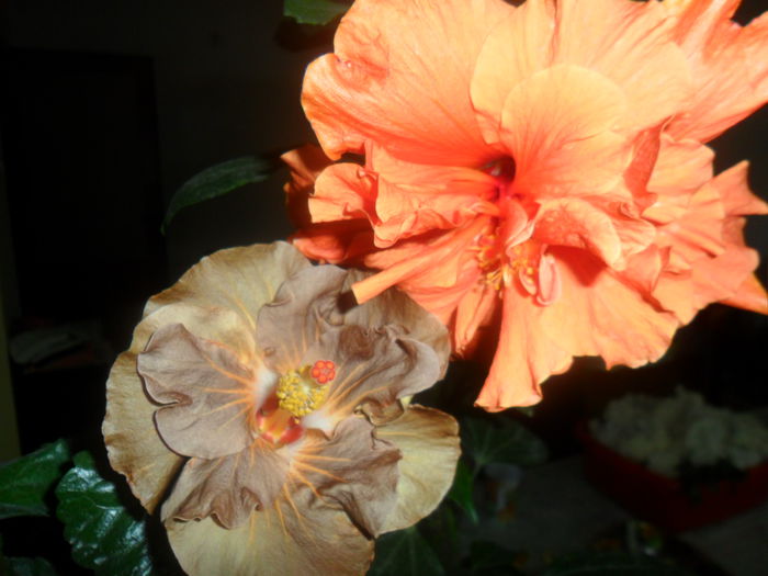 SAM_2997 - hibiscusi 2014-4