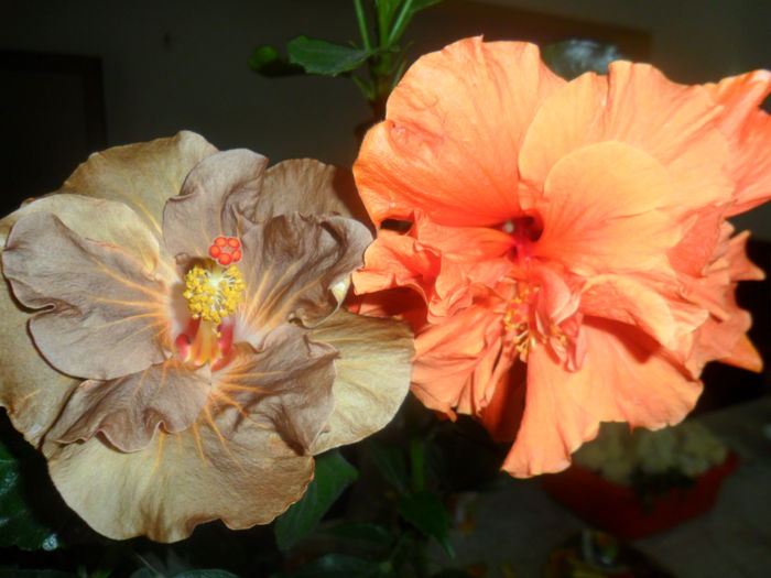 SAM_2998 - hibiscusi 2014-4