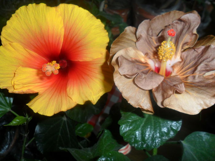 SAM_2999 - hibiscusi 2014-4