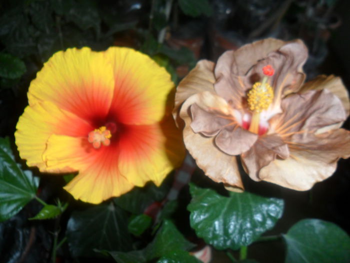 SAM_3000 - hibiscusi 2014-4