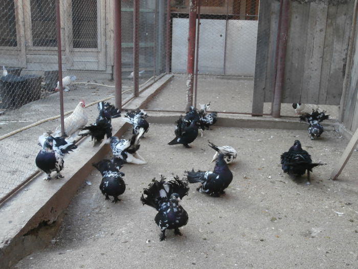 Maturi 175937 - G- Roller de Cluj Vanduti