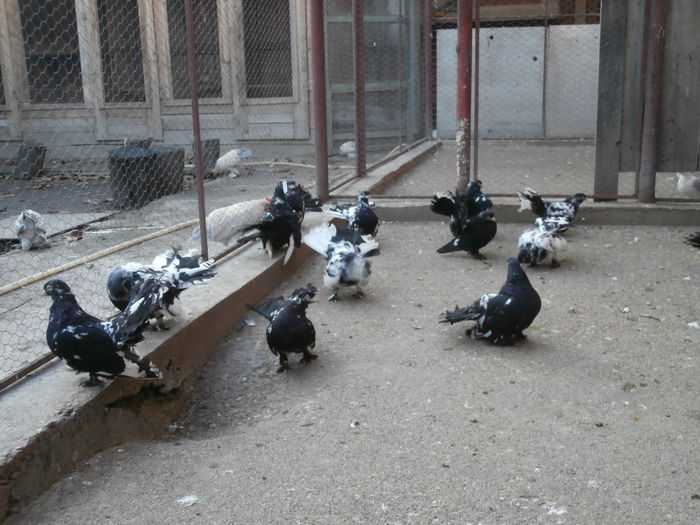 Maturi - G- Roller de Cluj Vanduti