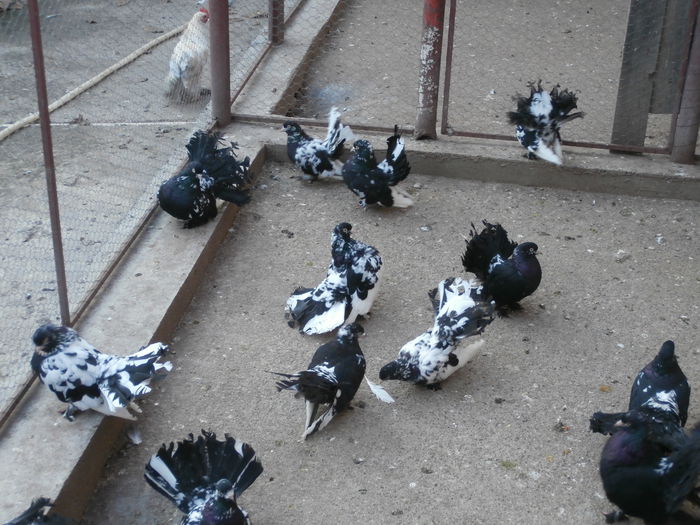 Maturi - G- Roller de Cluj Vanduti