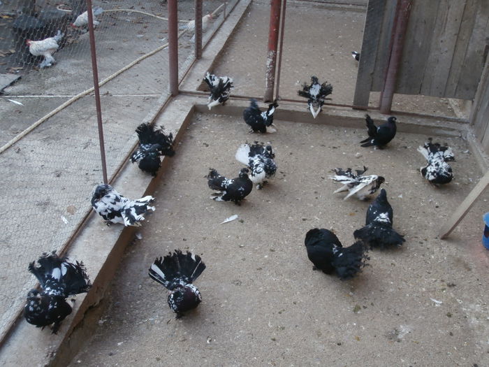 Maturi - G- Roller de Cluj Vanduti