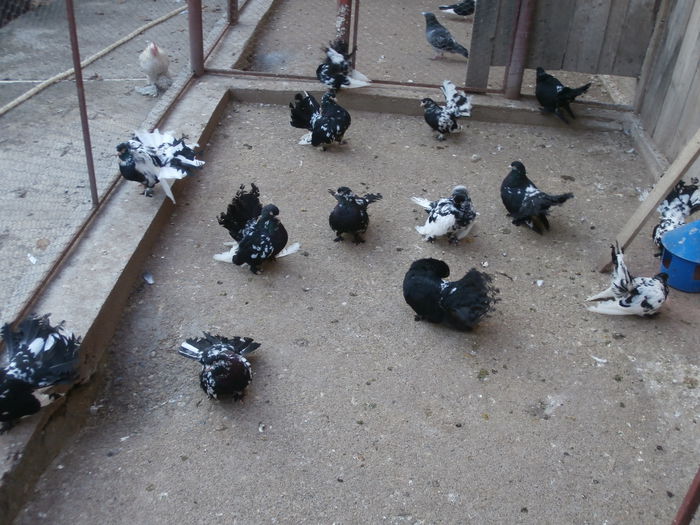 Maturi - G- Roller de Cluj Vanduti