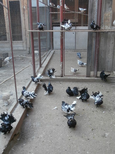 Maturi - G- Roller de Cluj Vanduti