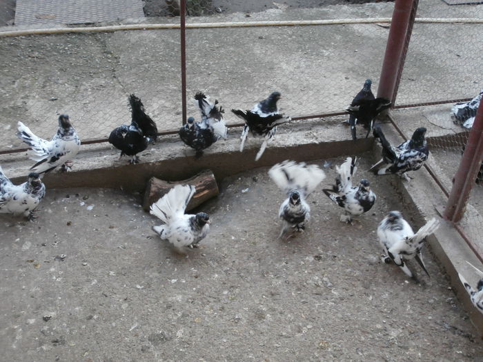 Tineret 2014 - G- Roller de Cluj Vanduti