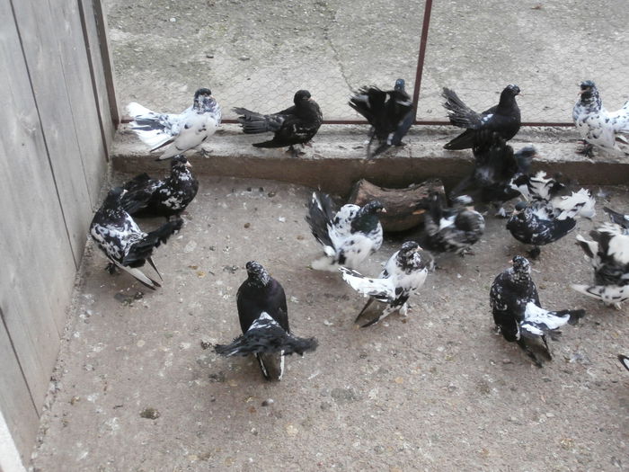 Tineret 2014 - G- Roller de Cluj Vanduti