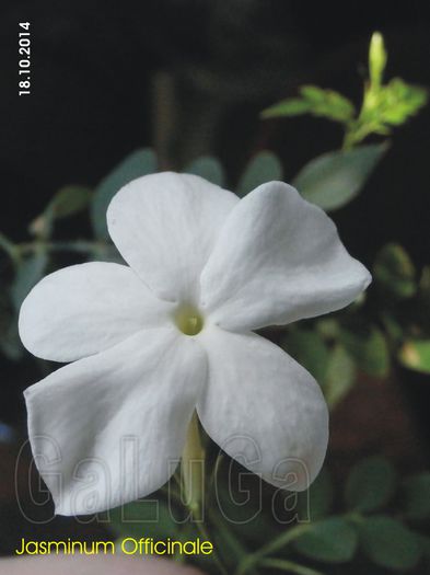 Jasminum Officinale; Floare.
