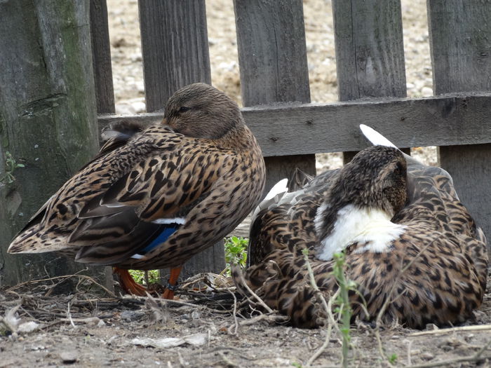 DSC02731 - Rate pitice