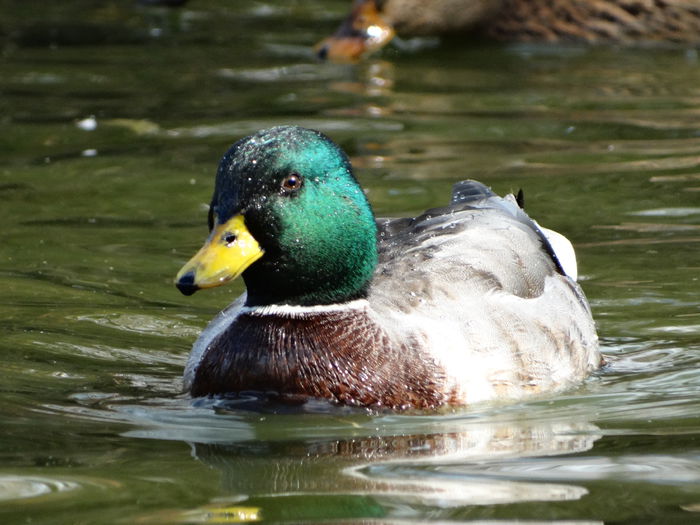 DSC02735 - Rate pitice